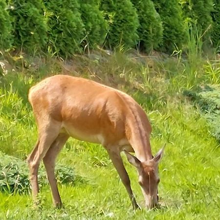 Domek Pod Holica 2 Bieszczady Ustrzyki Dolne Exterior foto